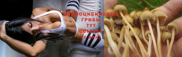 крисы Абдулино