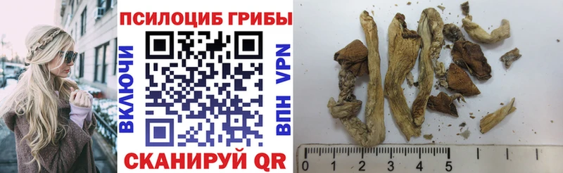 дарнет шоп  Домодедово  Галлюциногенные грибы Psilocybine cubensis 